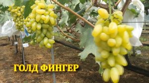 Виноград САХАРНЫЕ КАПЛИ кишмиш , РАТАТУЙ , Sugar drops grapes