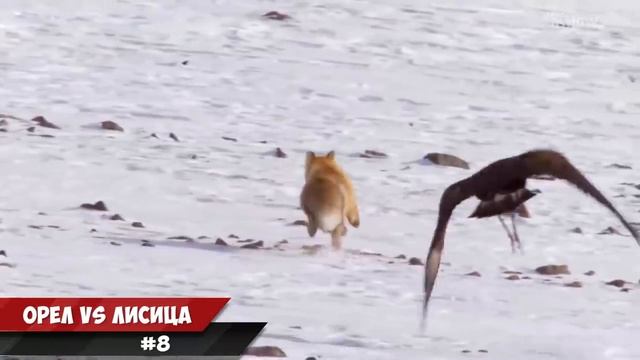 15 сумасшедших битв животных снятых на камеру смотреть онлайн