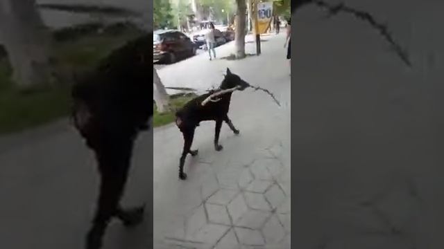 Самый красивый Доберман в Армении смотреть онлайн