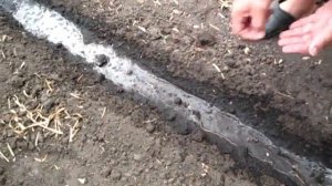 СЕЕМ ОГУРЦЫ ПОСЛЕ ЧЕСНОКА