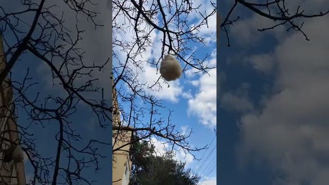 Январь в Израиле: цветёт дерево, зелень и тепло, как в раю.