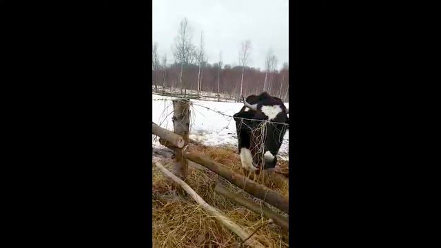 Раннее утро на Хуторке Аннушка. Кормлю коров сеном. смотреть онлайн