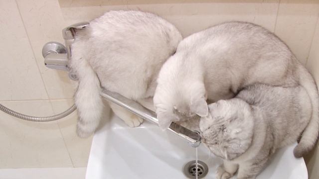 Scottish fold and straight wash their heads and paws | Silver chinchilla | Funny & cute kittens смотреть онлайн