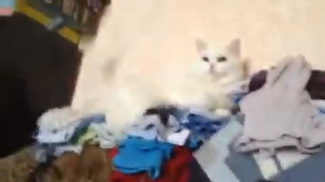 Смешные кошки: ангора сидит на одежде 🐱🐈🐅🐆💙💚💛💜