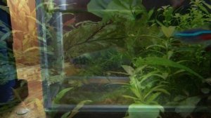 Разведение расборы галактика. Основные Моменты