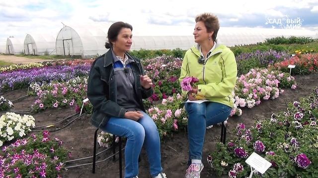 Супермахровые петунии – 100% махровость! Супер семена! смотреть онлайн
