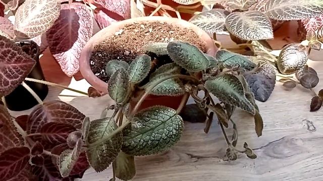 Сортовые эписции. Плюсы и минусы. смотреть онлайн