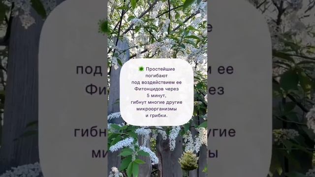 ⚪ Черемуха полезные свойства #shortsvideo #herbs смотреть онлайн