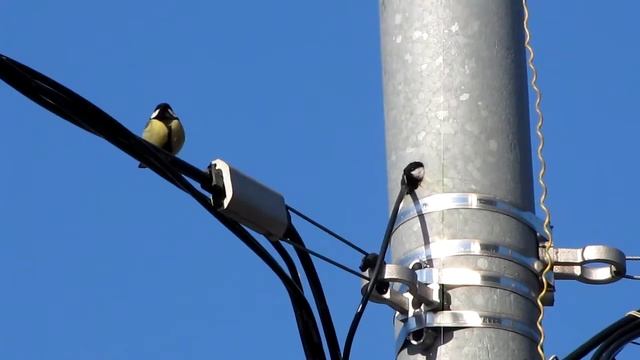 Большая синица, обживаем столб смотреть онлайн