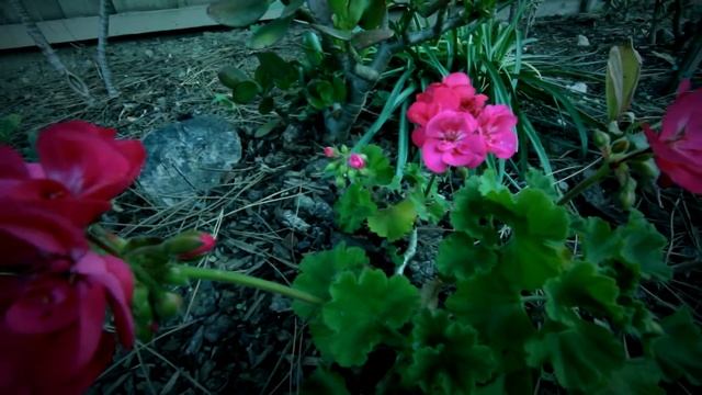 Canon 60D full HD 1080P смотреть онлайн