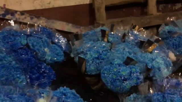 Покраска срезанных хризантем смотреть онлайн