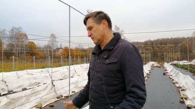 Шпалера и укрытие винограда смотреть онлайн
