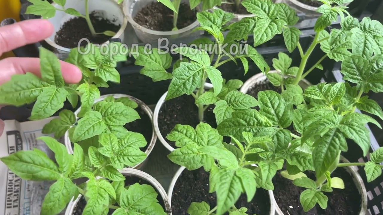 ВСЕГДА КОРМЛЮ ЭТИМ МОЛОДУЮ РАССАДУ ДО ПИКИРОВКИ И УРОЖАЙ ПОЛУЧАЮ В РАЗЫ БОЛЬШЕ смотреть онлайн