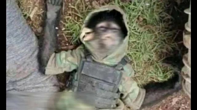 Animal Trafficking And Abusing || Mexican Cartels | Dead Monkey In Bullet Proof Vest In A Shootout.