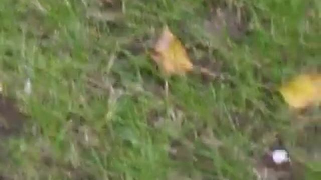 Exploding Mushroom ( Shroom Go Boom) смотреть онлайн