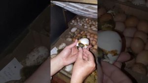 Инкубация гусиных яиц. Вывод гусят на 28 день инкубации.