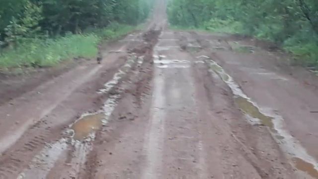 Капалуха с выводком смотреть онлайн