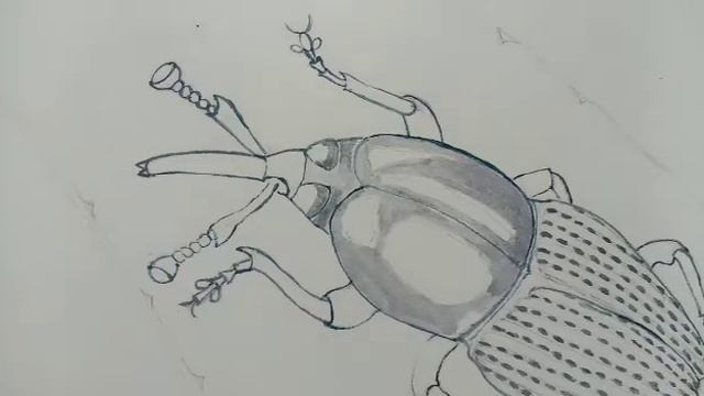 Botanical watercolor lessons at Hanbury Gardens online video tutorial - Eighth lesson: AGAVE WEEVI смотреть онлайн