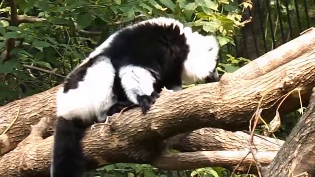 Лемур вари черно-белый - Lemur varecia смотреть онлайн