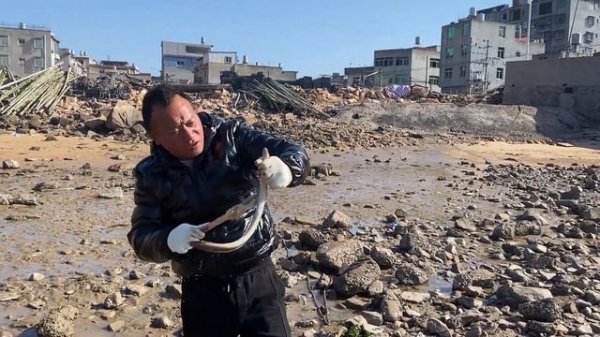 阿生用大鳗鱼打窝，几天后盘坑爆出大乌头鱼，八爪鱼珍珠斑爆护！【赶海阿生】