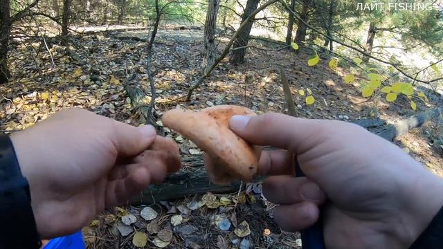 ЦАРСКИЕ ГРИБЫ РЫЖИКИ !!! Грибы РЫЖИКИ растут полянами в сосновом лесу!!! смотреть онлайн