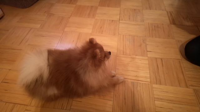 Послушный шпиц смотреть онлайн