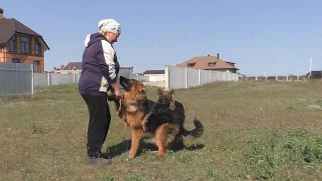 Берта и Бафи 6 мес. ЩЕНКИ Длинношерстной Немецкой Овчарки Одесса смотреть онлайн