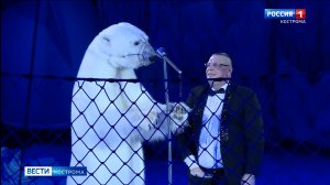 Белые медведи на льду: Костромской цирк представляет новую уникальную программу.