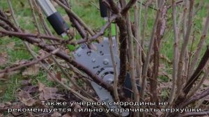 Как и чем опрыскать смородину весной от вредителей и болезней
