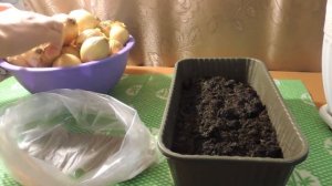 ЭКСПЕРИМЕНТ!ВЫРАЩИВАЕМ ЛУК В ПАКЕТЕ И В ЯЩИКЕ С ЗЕМЛЕЙ//ГДЕ ВЫРАСТИТЬ ЗЕЛЕНЬ ЛУКА ЛУЧШЕ?