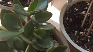 Крассулы, май 2023