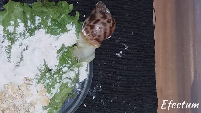 Как улитка ест. Быстрая съемка. Перемотанная версия видео. смотреть онлайн