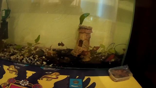 ЗАМЕНА ВОДЫ В АКВАРИУМЕ)))) смотреть онлайн