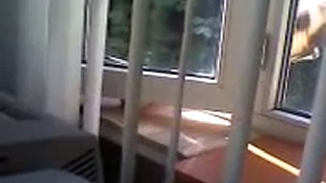 Воробьиха-мать кормит птенца Sparrow-mother feeds the chick