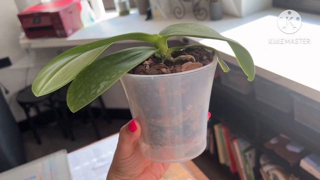 Экскурсия на подоконнике 😂😏🌿 #орхомания #обзорорхидей #орхидеиподростки #phal смотреть онлайн