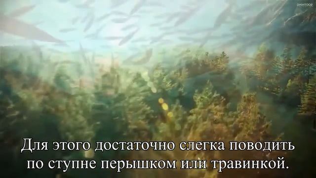 Можно ли себя пощекотать А защекотать — Статья смотреть онлайн