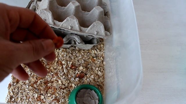 Ч. 2 Мраморные тараканы разведение / Первые малыши / Ферма таракан смотреть онлайн