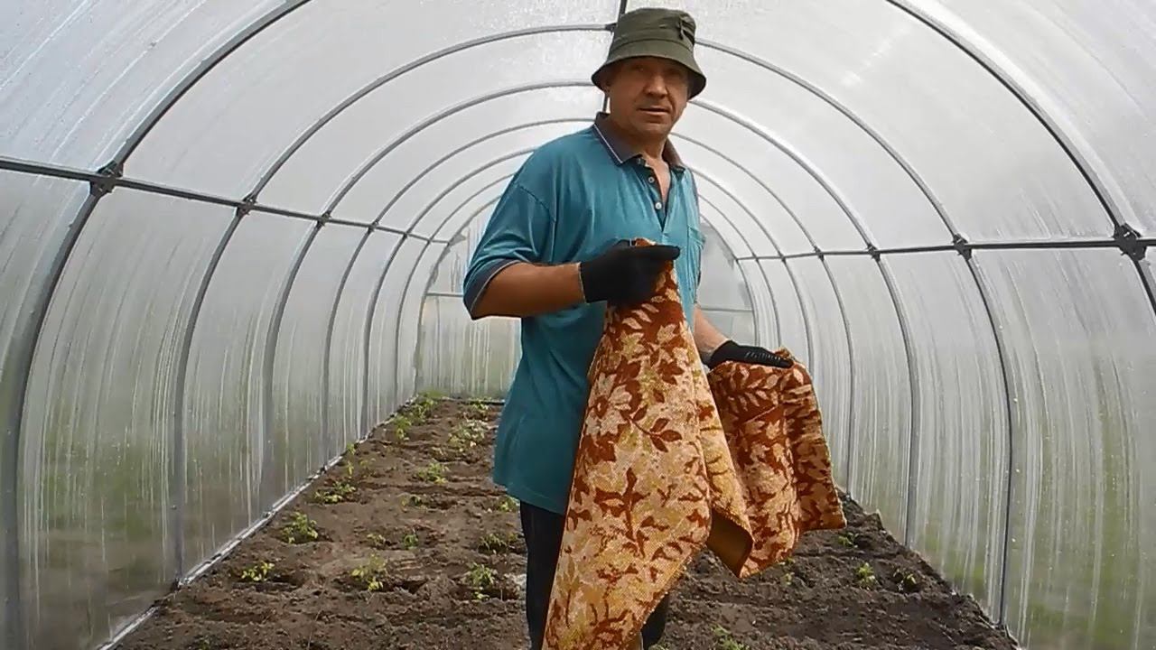 Помидоры, перцы и редиску, высаживаем в одной теплице смотреть онлайн