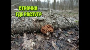 Где растут строчки? Где их собирать? Сбор строчков с Тиной