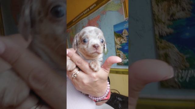 мерль лиловый чихуахуа Олимпиада, продажа щенков питомник Кастропуло Крым 89787458062 доставка смотреть онлайн