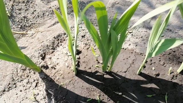 ПОДКОРМКА ГЛАДИОЛУСОВ В ПЕРИОД РОСТА. смотреть онлайн