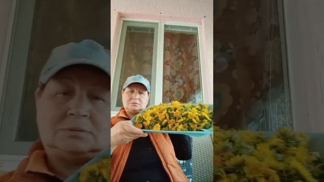 Что делать с одуванчиками/прямой эфир от 24.04.2023/видеогадание/videogadanie смотреть онлайн