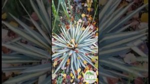 Yucca filamentosa Color Guard Сергея Карпова