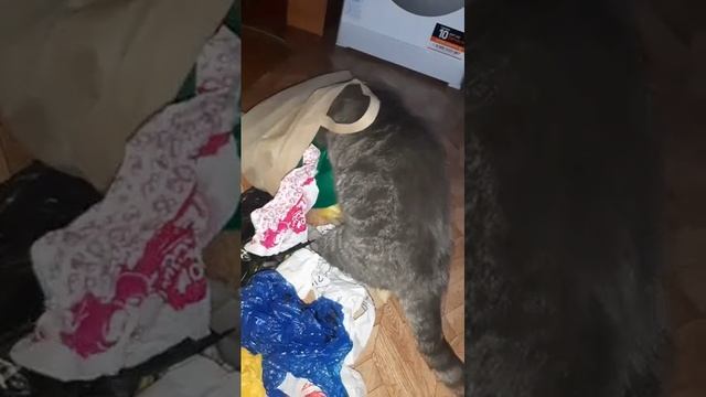 кот собрался в магазин смотреть онлайн