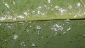 Амариллис атакуют вредители, что делать и как с ними бороться.