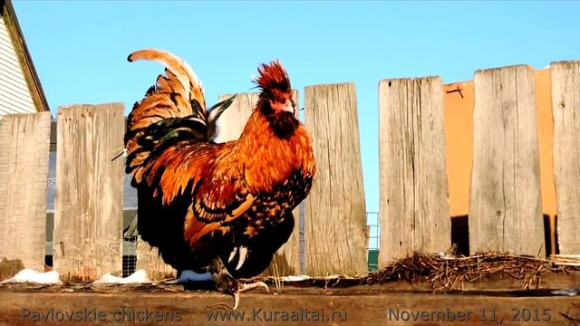 PAVLOVSKAYA breeds of chickens , ПАВЛОВСКИЕ КУРЫ 2015 ноябрь смотреть онлайн