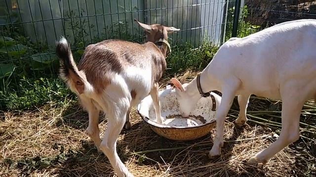 Сколько коз нужно для счастья? смотреть онлайн