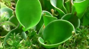 Хищные растения для детей