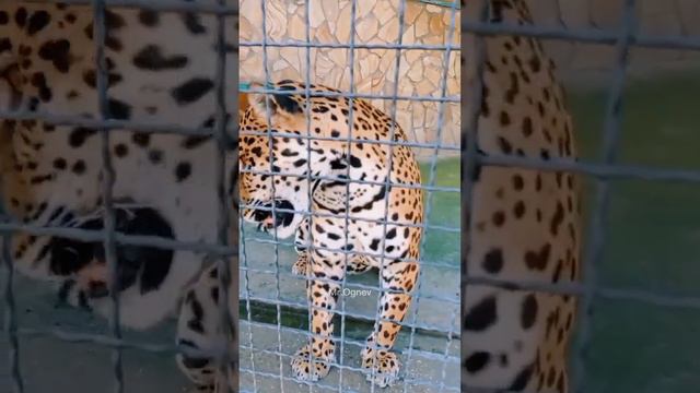 Парк Львов Тайган Ч.3 #паркльвовтайган #тайган #огневвидео #крым смотреть онлайн