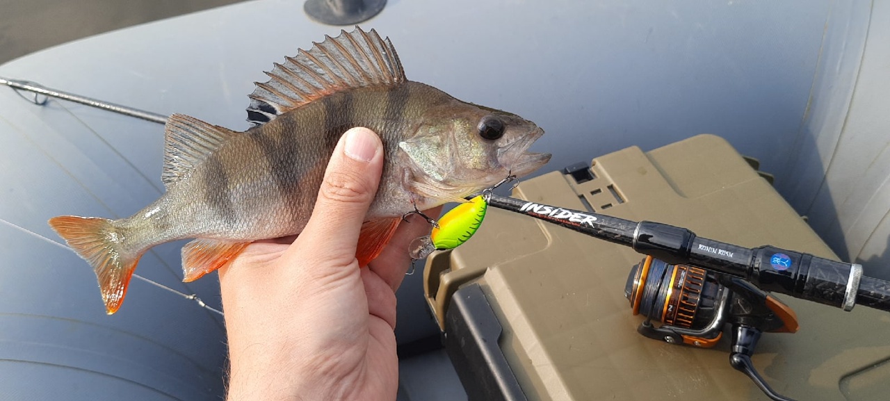 RONIN RUSH INSIDER TRAVELLER ROCK FISH 644UL